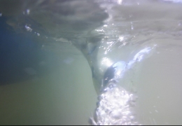 Underwater vortex at the Inland Sea, Anglesey